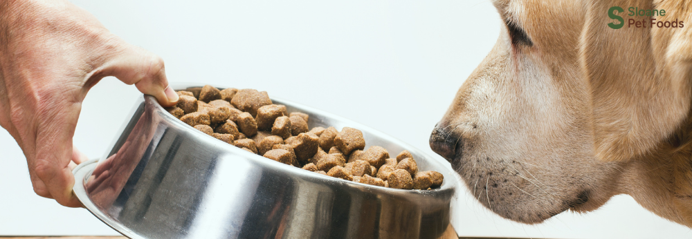 Why Won’t My Dog Eat His Food? Common Causes and How to Help