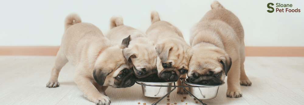 What Is Kibble Puppy Food and Should You Feed It?