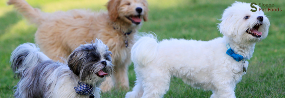 Is Grain-Free Dog Food Good for Dogs?