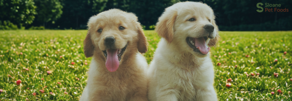 How to Keep Dogs Cool in Hot Weather: Tips Every Owner Should Know