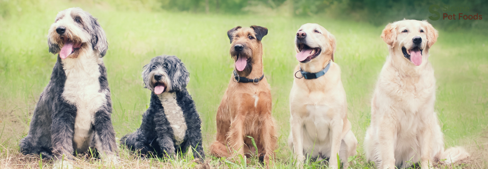 What Is the Healthiest Dog Food for Senior Dogs in the UK?