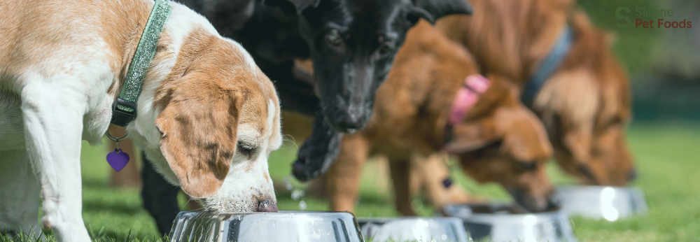 Best Dog Food for Sensitive Stomachs: What to Feed and Why