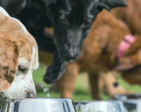 Best Dog Food for Sensitive Stomachs: What to Feed and Why
