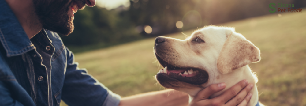 What Is Hypoallergenic Dog Food and When Does Your Dog Need It?