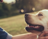 What Is Hypoallergenic Dog Food and When Does Your Dog Need It?